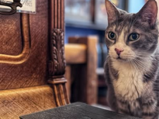 Bars à chats : peuvent-ils concilier bien-être animal et adoption ?