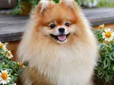 Le Poméranian : cette race de petit chien "peluche" cache une réalité pas si mignonne