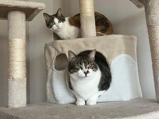 Pourquoi les chats aiment-ils tant se percher en hauteur ?