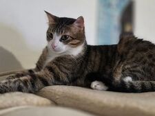 Adoption Nez-Nette : « Après un long combat, cette petite chatte espère enfin une vie paisible »