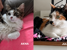 Juliette et Akna, deux chattes mère et fille inséparables, cherchent une famille