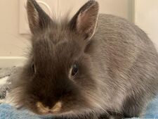 Produits ménagers : l'Europe interdit enfin les tests sur les animaux