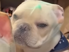 Hantavirus : l'inquiétante tendance des chiens portant un filet sur la tête