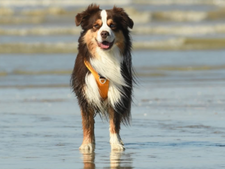 Berger australien ou Berger américain miniature : un chien plus petit a-t-il moins de besoins ?