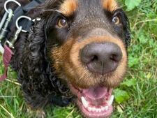 Comment rendre son chien (plus) heureux ?