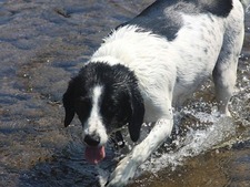 Retour du beau temps : comment reprendre les balades avec son chien sans le blesser
