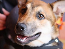 Bilan annuel de la SPA : 42 000 animaux sauvés, mais un chiffre du rapport inquiète