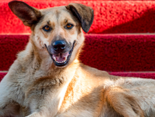 À Cannes, les chiens ont eux aussi droit à leur tapis rouge !