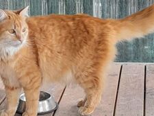 Adopté puis abandonné en 3 jours : Aslan cherche sa vraie famille