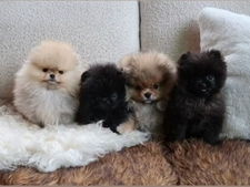 L'affaire "chiots de Noël" : Kim Kardashian se justifie et s'expose encore à la critique