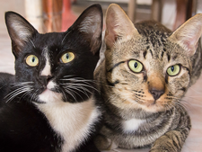 A deux c’est mieux : 7 bonnes raisons d’adopter deux chats (ou plus !)