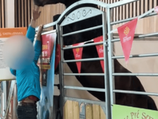 Cheval paniqué au Salon de l'agriculture 2026 : qu'en est-il du bien-être animal à l'exposition ?