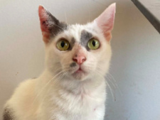 Emmy, une chatte qui revient de loin, cherche une famille prête à la comprendre