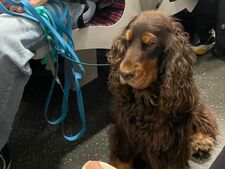 Centres commerciaux, restaurants, cinéma… votre chien a-t-il vraiment envie de vous suivre partout ?