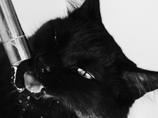 Comment repérer un coup de chaleur chez son chat ?