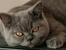 Les chats de race sont-ils vraiment plus prévisibles que les chats "de gouttière" ?