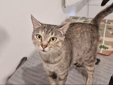 Zoom adoption : Victoire. « Tous ses chatons ont trouvé une famille »