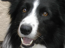 Pourquoi la prise d'antiparasitaires peut être fatale pour ces races de chien ?