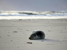 Balade à la plage : votre chien peut tuer ce mammifère sans même le toucher