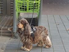 Niches connectées devant les supermarchés : bonne ou mauvaise idée ?