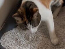 Litière du chat : pourquoi ce n’est pas qu’un simple WC