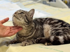 Animaux de compagnie à l’hôpital : ces établissements qui autorisent les visites