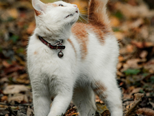 Balades en forêt avec son chat : pourquoi cette tendance inquiète
