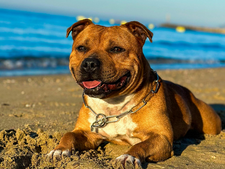 Partir en vacances sans son chien ? Impensable ! Voici les solutions pour voyager avec lui