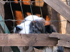 823 animaux rescapés de l’enfer dans le Var : ce sauvetage relance le débat sur la vente en ligne