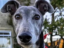 Blake, le lévrier qui a sauvé des dizaines de vies grâce... à son sang [vidéo]