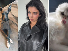 Kylie Jenner accueille un chaton 2 semaines après le décès de son chien : est-ce trop tôt ?