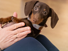 Doga : est-ce vraiment bon pour le bien-être de votre chien ?