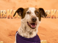 Jérémy Ferrari s’engage pour l’adoption des chiens handicapés