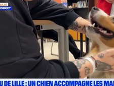 Teamir, comment ce berger australien est devenu la "fierté" du CHU de Lille
