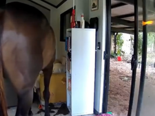 Un taureau et un cheval s'invitent chez lui : ce que révèle la caméra va vous faire pleurer de rire