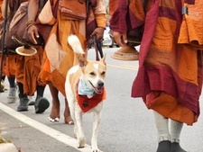 Aloka, le chien errant devenu star Instagram avec 800 000 abonnés