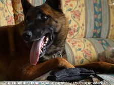 Découvrez le quotidien de Snatch, un malinois renifleur