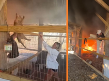 Il sauve ses chèvres de sa grange en flamme : la vidéo choc