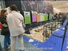 Le Salon du chiot bientôt interdit dans toute la France ?