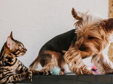 Une étude Ifop sur le bien-être animal révèle les attentes étonnantes des Français