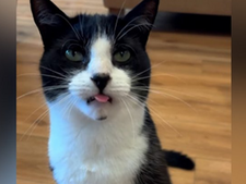 Comment un chat d'Irlande du Nord est devenu la star imprévue du Mondial 2026