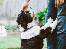 Quand les chiens choisissent leur adoptant : la réalité dépasse l'IA (vidéo)