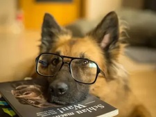 Journée mondiale des intelligences animales : une nécessaire prise de conscience