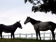 Tout savoir avant d'adopter un cheval, un poney ou un âne