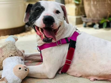 Quand une vague de solidarité vide un refuge pour chien au Texas