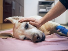 Comment faire euthanasier son chien à domicile