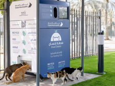 Dubaï nourrit les animaux errants et abandonnés... grâce à l'IA !