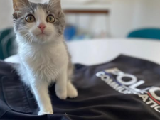 Rio, le plus mignon des policiers : normal, c'est un chat !