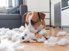 Comment occuper mon chien au quotidien ?