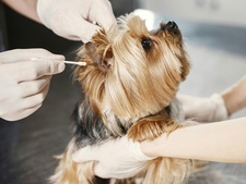 Cancer chez les animaux : certaines races y sont-elles plus susceptibles ?